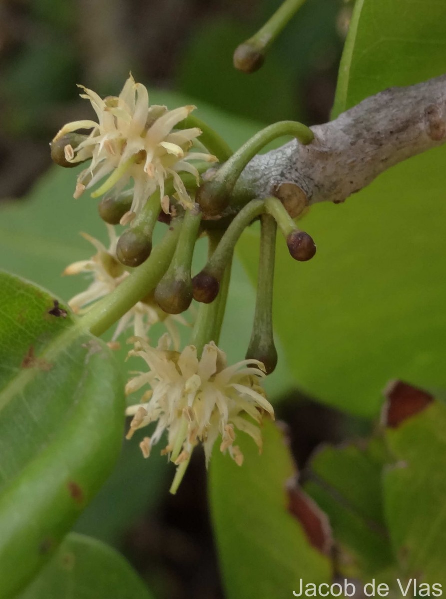 Manilkara hexandra (Roxb.) Dubard
